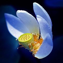 PS发布会：猫咪斗恶龙新作明年发售